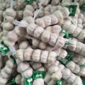 China normal white garlic 200 gram small pack factory offer